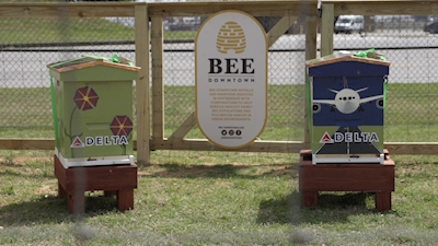 Bees Bees